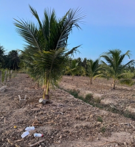 Đất nền Chợ Gạo 
